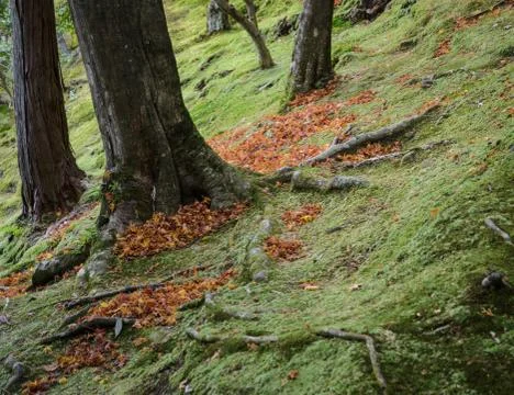 Moss garden Stock Photos