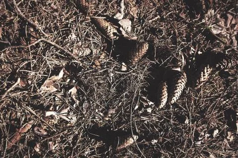 Moss, grass and cones in cold, depressive post-apocalypse atmosphere backgrou Stock Photos