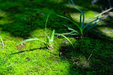 Moss grass close-up on the ground Stock Photos