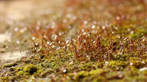 Moss grass with dew drops Stock Footage 41791911