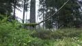 Moss grass plants tiltup dolly forest mountain range Harz HD Footage