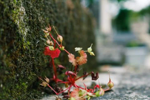 Moss on the grave Stock Photos