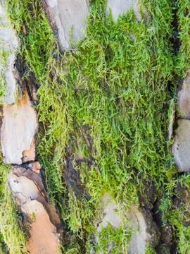 Moss on gray reddish bark of a pine trunk Stock Photos