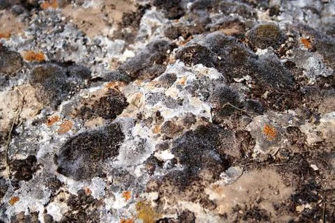 Moss on a gray stone. Stock Photos