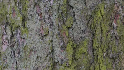 Moss green on the bark of a tree on the north side texture 스톡 동영상 144381231