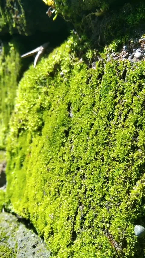 Moss green 스톡 동영상 187426603