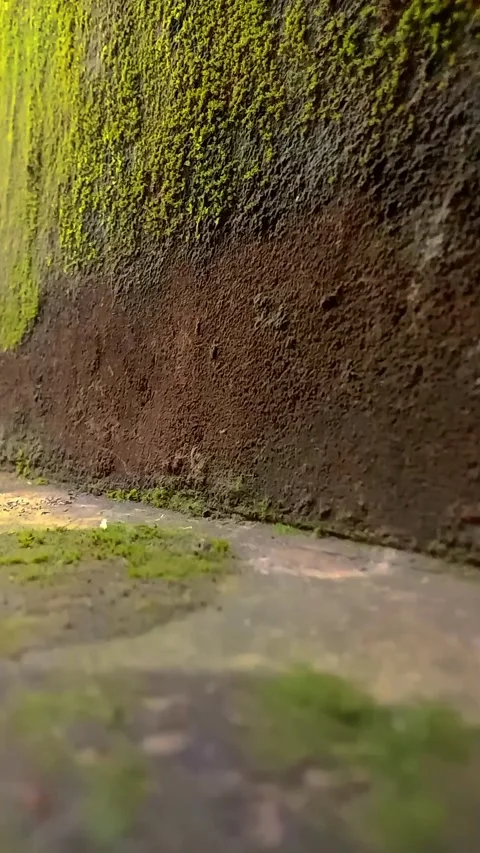 Moss green Stock Footage 232117027