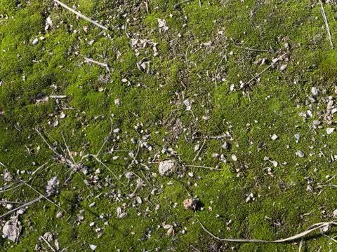 Moss green Foto stock