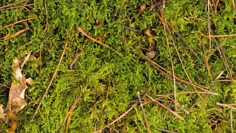 Moss green texture. Moss background. Green moss on grunge texture, background Stock Footage 122582438