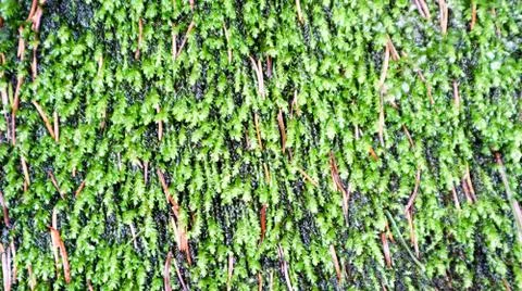 Moss green texture. Moss background. Green moss on a gray stone texture Stock-Fotos