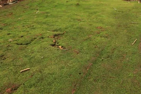 Moss green texture. Moss background Stock Photos