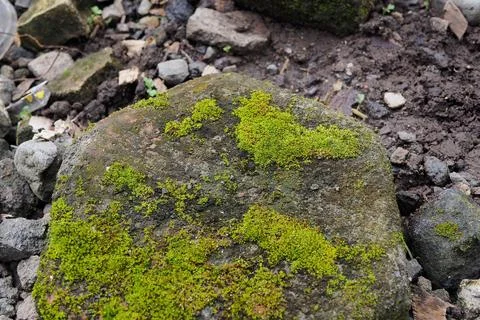 Moss green texture. Moss background. Green moss on grunge texture, background Stock Photos