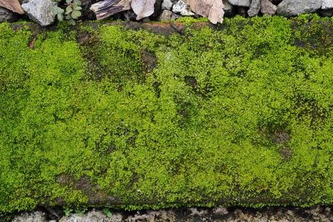 Moss green texture. Moss background. Green moss on grunge texture, background Stock Photos