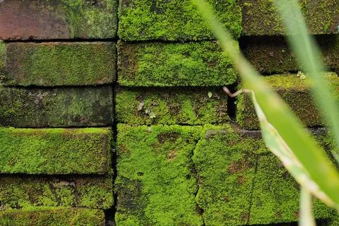 Moss green texture. Moss background. Green moss on grunge texture, background Stock Photos
