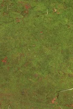 Moss green texture top view Stock Photos