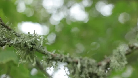 Moss on a green tree Stock Footage 93756616