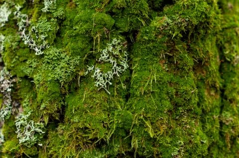 Moss green on the tree. texture Stock Photos