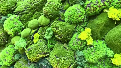 Moss Green Wall Background Texture 스톡 동영상 287582731