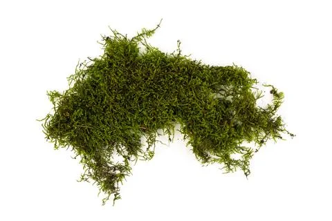 Moss green on white background. Space for text. Stock Photos