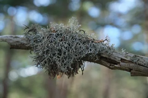Moss grew on the branches of the trees Foto stock