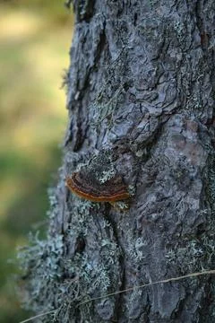 Moss grew on the branches of the trees 스톡 사진