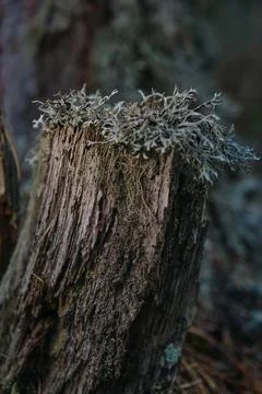 Moss grew on the branches of the trees Stock Photos