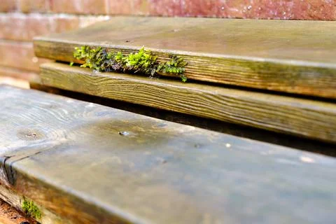 Moss grew on the end of the damp board. Stock Photos