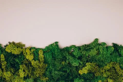 Moss on a grey background Foto stock