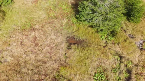 Moss on the ground Stock Footage 302885211