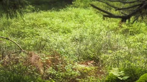 Moss on the ground Stock Footage 302885245