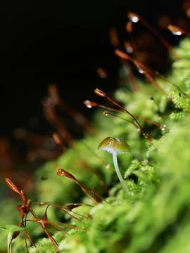 Moss on the ground in the forest. Selective focus. Stock Photos
