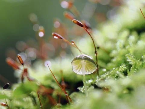 Moss on the ground in the forest. Selective focus. Stock-Fotos