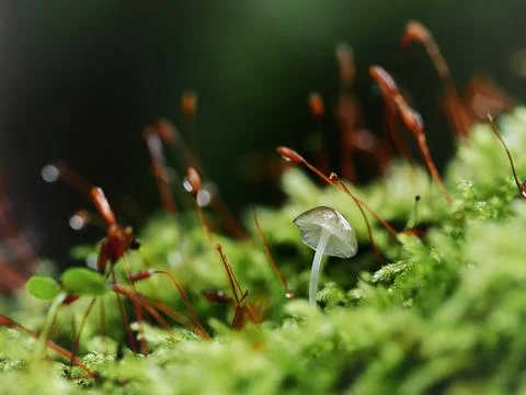 Moss on the ground in the forest. Selective focus. Stock Photos