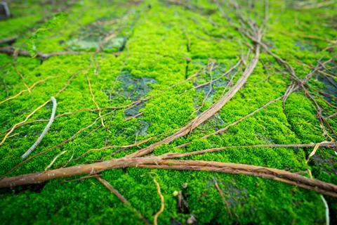 Moss on the ground Stock Photos