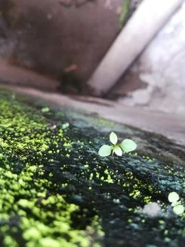 The moss on the ground Stock Photos