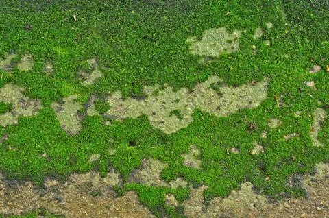 Moss on ground, texture for background Stock Photos