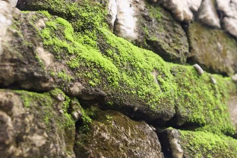 Moss Growing on an Aged Stone Wall Stock Photos