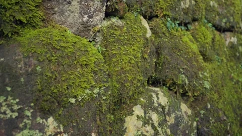 Moss growing on an ancient stone wall in Nikko, Japan Vidéo 344010619