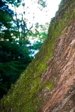 Moss Growing On Angled Tree Trunk Foto stock