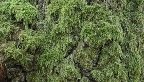 Moss growing on the bark of a tree. Stock Photos