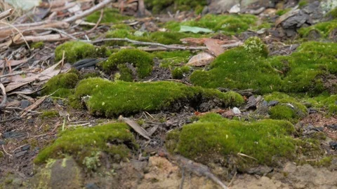 Moss Growing at the base of a tree Video stock 90459860