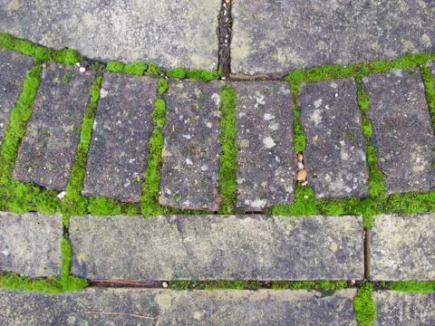Moss growing between blocks and paviours on patio Stock Photos
