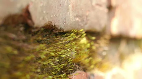 Moss growing between bricks 库存影片 57322733