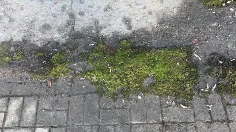 Moss growing between cracked concrete pavement Stock Footage 331928007