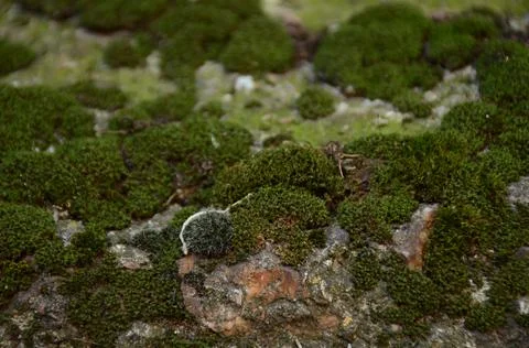 Moss growing on a brick surface Foto stock