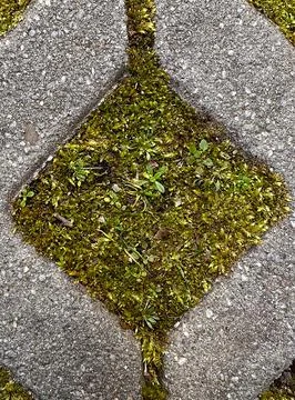 Moss Growing in Concrete Pattern Macro Stock Photos