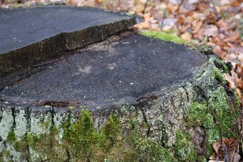 Moss growing on a cut tree stump in autumn forest Stock Photos