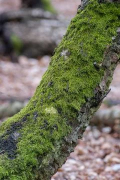 Moss growing on a damp tree trunk Fotos de archivo
