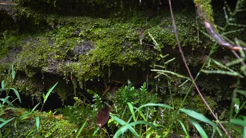 Moss growing in dark humid forest environment Stock Footage 335883536