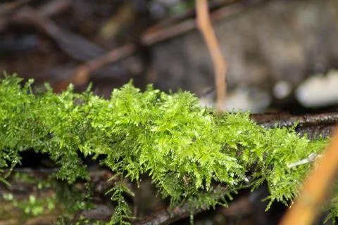 Moss growing on dead trees Stock Photos